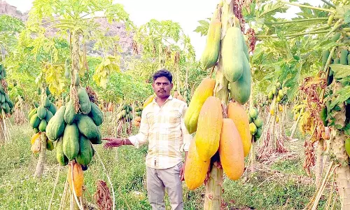 पपीते की कीमत में गिरावट: ₹2.50 प्रति किलो पपीते की कीमत में गिरावट: ₹2.50 प्रति किलो