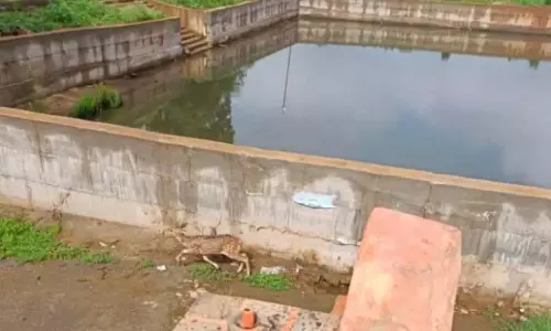 Dummugudem में कुत्तों ने कई चीतलों को घायल कर दिया