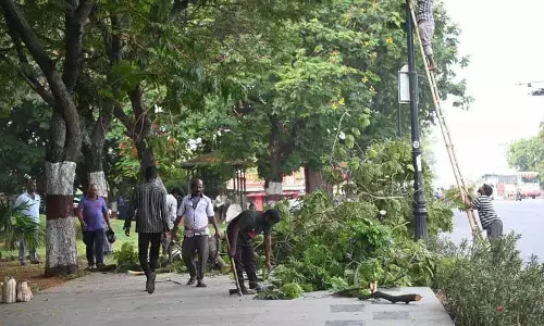 Hyderabad: गर्मी के मौसम में टैंक बंड पर कई पेड़ों की छंटाई की गई