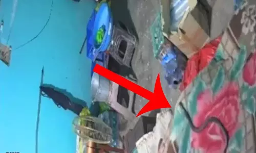 मौत का LIVE मंजर, सोते हुए युवक को कोबरा ने डंसा, बिस्तर से उठकर भागा