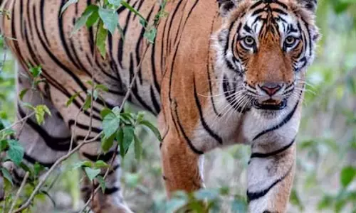ताड़ोबा-अंधारी टाइगर रिजर्व के बफर जोन में बाघ का हमला