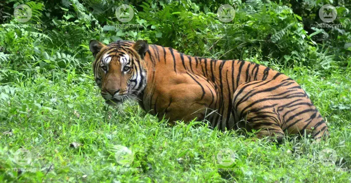 कैमरा ट्रैप से Malappuram में नरभक्षी बाघ की मौजूदगी की पुष्टि, ट्रैकिंग जारी कैमरा ट्रैप से Malappuram में नरभक्षी बाघ की मौजूदगी की पुष्टि, ट्रैकिंग जारी