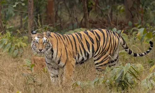 Maharashtra : ताड़ोबा-अंधारी टाइगर रिजर्व के पास बाघों के हमले में दो लोगों की मौत