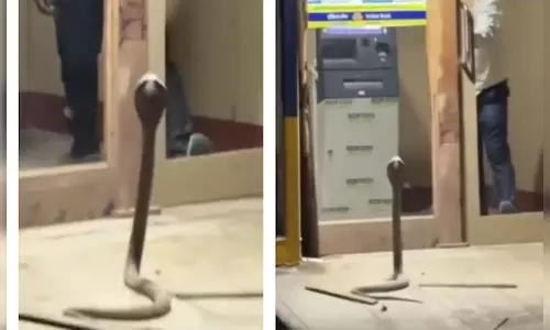 ATM के बाहर नागिन ने जमाया डेरा, देखें वीडियो