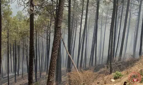 Himachal: वन निगम ने गैर-लकड़ी उत्पादों, रॉयल्टी की नई दरों को मंजूरी दी Himachal: वन निगम ने गैर-लकड़ी उत्पादों, रॉयल्टी की नई दरों को मंजूरी दी