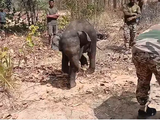 नन्हा हाथी बिछड़ गया था अपने दल से, ग्राउंड टीम ने बचाया सुरक्षित नन्हा हाथी बिछड़ गया था अपने दल से, ग्राउंड टीम ने बचाया सुरक्षित