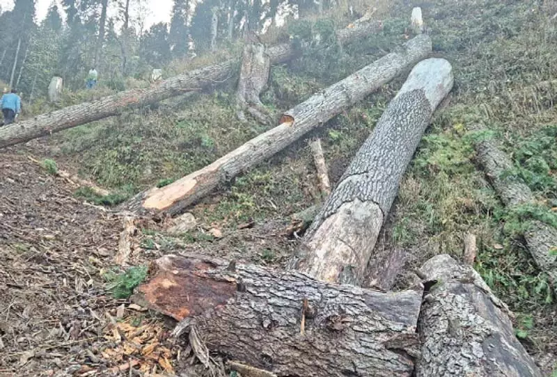Shopian में तेज हवाओं से टेंट पर पेड़ गिरने से बच्ची की मौत, पिता घायल Shopian में तेज हवाओं से टेंट पर पेड़ गिरने से बच्ची की मौत, पिता घायल