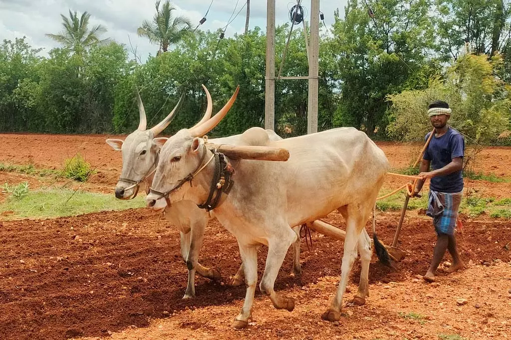 Lakshmeshwar : मागी हल जोतने का काम जोरों पर Lakshmeshwar : मागी हल जोतने का काम जोरों पर