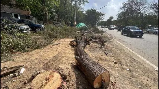 Gurugram: सेक्टर 43 में पेड़ कटाई पर बवाल Gurugram: सेक्टर 43 में पेड़ कटाई पर बवाल