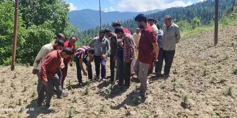 डोडा में किसानों को व्यावसायिक फूलों की खेती का प्रशिक्षण डोडा में किसानों को व्यावसायिक फूलों की खेती का प्रशिक्षण