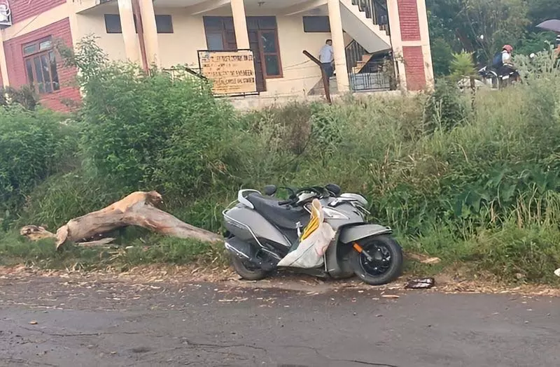 Himachal: जोगिंदरनगर में स्कूटी पर पेड़ गिरने से सवार की मौत Himachal: जोगिंदरनगर में स्कूटी पर पेड़ गिरने से सवार की मौत