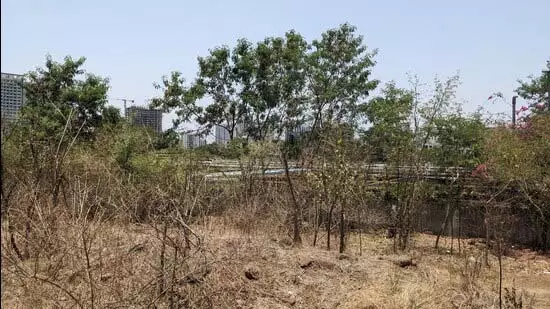 Pune: जंगल की ज़मीन का 90% भाग खेती में बदला Pune: जंगल की ज़मीन का 90% भाग खेती में बदला