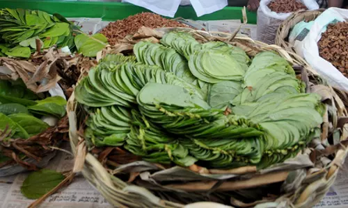 स्वास्थ्य के लिए फायदेमंद है पान, मगर क्यों नहीं खाते हैं बासी?