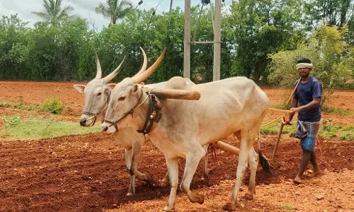Lakshmeshwar : मागी हल जोतने का काम जोरों पर Lakshmeshwar : मागी हल जोतने का काम जोरों पर
