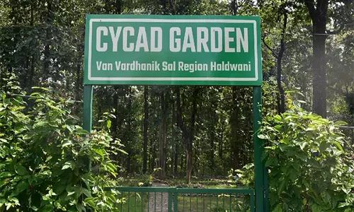 उत्तराखंड वन विभाग ने Haldwani में राज्य का पहला साइकैड गार्डन स्थापित किया