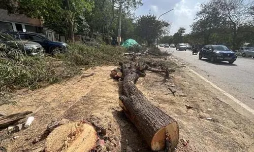 Gurugram: सेक्टर 43 में पेड़ कटाई पर बवाल Gurugram: सेक्टर 43 में पेड़ कटाई पर बवाल