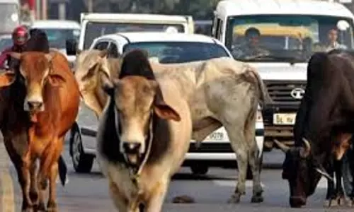 Pilibhit: सरकार ने आवारा गौवंश संरक्षण का लिया फैसला, जनता को मिलेगा फायदा Pilibhit: सरकार ने आवारा गौवंश संरक्षण का लिया फैसला, जनता को मिलेगा फायदा