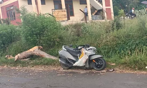 Himachal: जोगिंदरनगर में स्कूटी पर पेड़ गिरने से सवार की मौत