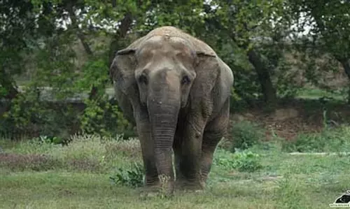 MP : शहडोल के जंगल में हाथियों ने दो लोगों को कुचलकर मार डाला, ग्रामीणों ने सुरक्षा की मांग की