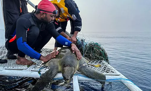 भारतीय तटरक्षक बल ने ओडिशा तट पर 6.98 लाख से अधिक ओलिव रिडले कछुओं की रक्षा की