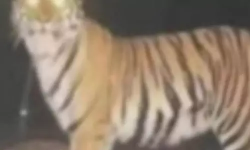 पहाड़ी से सटे गांव के पास दिखा बाघ, अलर्ट जारी