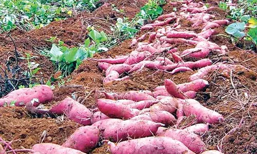 Telangana : चुकंदर की फसल केवल 3,700 एकड़ में उगाई