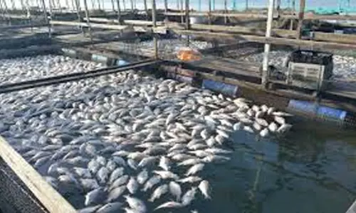 fish उत्पादन को बढ़ावा देने के लिए केंद्र पूर्वोत्तर में 4 एकीकृत एक्वापार्क स्थापित करेगा