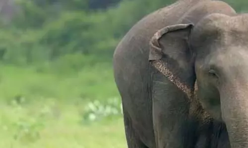 बीमार हथिनी की देखरेख में जुटा वन विभाग