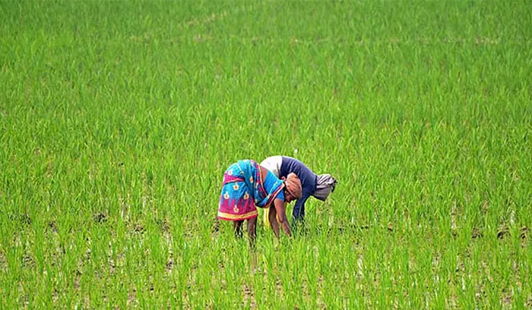 Andhra में खरीफ सीजन के लिए किसान तैयार Andhra में खरीफ सीजन के लिए किसान तैयार