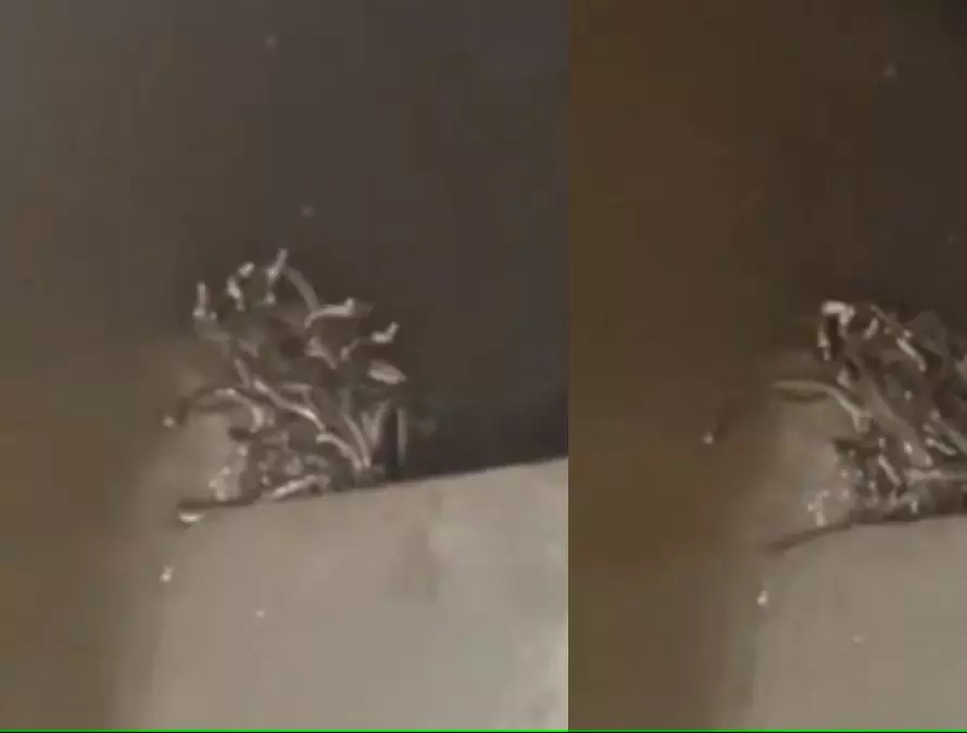 Maharajganj: बेसमेंट में फैले फन, नागों के झुंड से मचा हड़कंप Maharajganj: बेसमेंट में फैले फन, नागों के झुंड से मचा हड़कंप