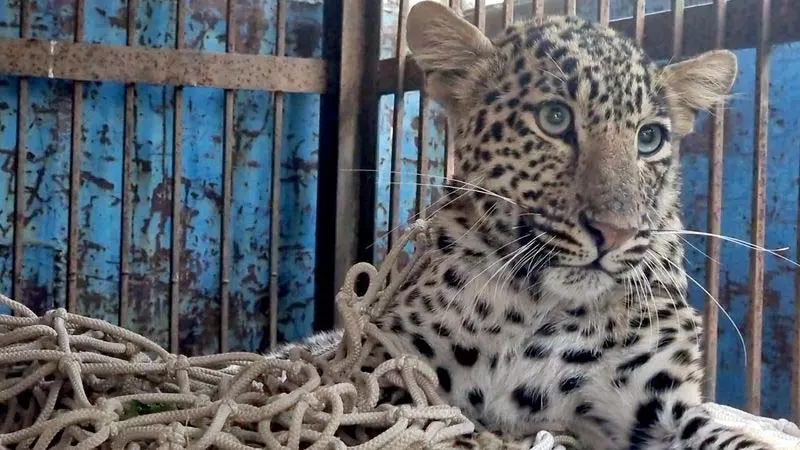 Nangal से बचाए गए घायल तेंदुए को छतबीड़ चिड़ियाघर में स्थानांतरित किया गया Nangal से बचाए गए घायल तेंदुए को छतबीड़ चिड़ियाघर में स्थानांतरित किया गया