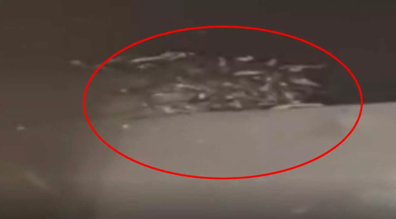 घर के बेसमेंट में सांप ही सांप, 70 से अधिक...खौफनाक नजारा दिखा घर के बेसमेंट में सांप ही सांप, 70 से अधिक...खौफनाक नजारा दिखा