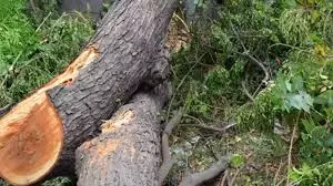 Badaun में अवैध कटान पर सख्ती, वन विभाग की कार्रवाई में बड़ी कामयाबी Badaun में अवैध कटान पर सख्ती, वन विभाग की कार्रवाई में बड़ी कामयाबी