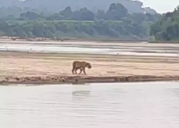 Telangana: बाघिन की खाल और पंजे जब्त, वनपालों ने शिकारियों की तलाश शुरू की Telangana: बाघिन की खाल और पंजे जब्त, वनपालों ने शिकारियों की तलाश शुरू की