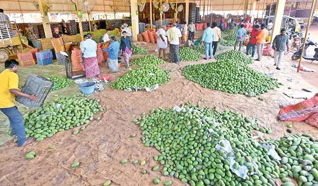 Andhra : विश्व प्रसिद्ध नूजीडू आम उगाने वाले किसान परेशान Andhra : विश्व प्रसिद्ध नूजीडू आम उगाने वाले किसान परेशान