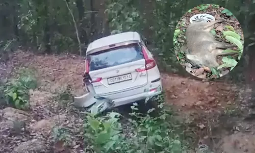 कार से टकराया जंगली सुअर, मौत