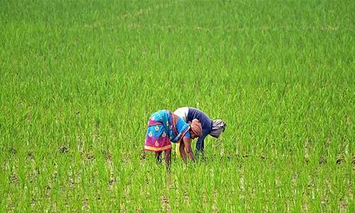 Andhra में खरीफ सीजन के लिए किसान तैयार