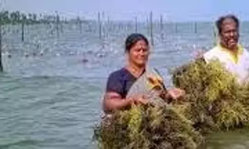 Andhra कोनासीमा में पायलट प्रोजेक्ट के तौर पर समुद्री शैवाल की खेती शुरू करेगा Andhra कोनासीमा में पायलट प्रोजेक्ट के तौर पर समुद्री शैवाल की खेती शुरू करेगा