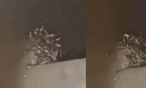 Maharajganj: बेसमेंट में फैले फन, नागों के झुंड से मचा हड़कंप Maharajganj: बेसमेंट में फैले फन, नागों के झुंड से मचा हड़कंप