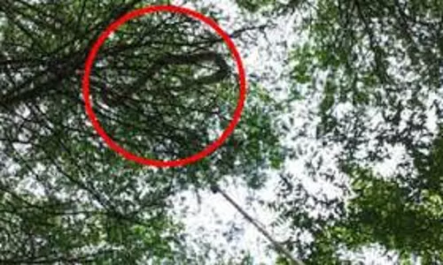 Kampil: गांव में अजगर की मौजूदगी से मचा हड़कंप Kampil: गांव में अजगर की मौजूदगी से मचा हड़कंप