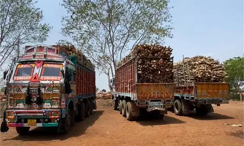MP News: नीलगिरी लकड़ी की तस्करी करते चार ट्रक ज़ब्त