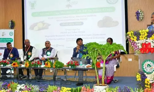 कंद फसलों से National  पोषण सुरक्षा संभव