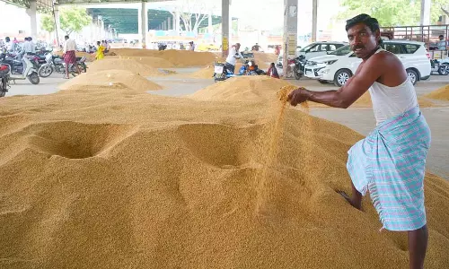 Raichur : बेमौसम बारिश से चावल उत्पादकों में बढ़ी बेचैनी