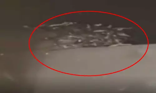 घर के बेसमेंट में सांप ही सांप, 70 से अधिक...खौफनाक नजारा दिखा घर के बेसमेंट में सांप ही सांप, 70 से अधिक...खौफनाक नजारा दिखा