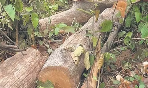 Badgaon गांव में हाल ही में जंगल में पेड़ों की कटाई हुई