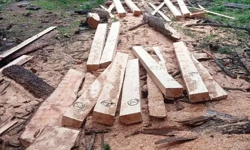 Salgran village में अवैध पेड़ों की कटाई से आक्रोश