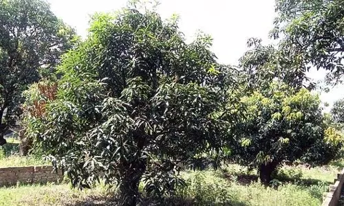 ओलावृष्टि और कीटों ने Kangra की आम की फसल को खतरे में डाला