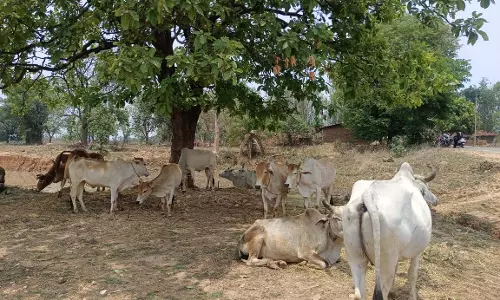 पुलिस को आता देख तस्कर हो गए फरार, ऑपरेशन शंखनाद के तहत मवेशियों का रेस्क्यू