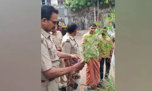 Kerala : सड़क किनारे मिला भांग का पौधा