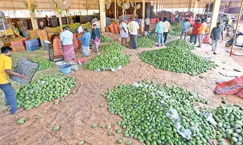 Andhra : विश्व प्रसिद्ध नूजीडू आम उगाने वाले किसान परेशान Andhra : विश्व प्रसिद्ध नूजीडू आम उगाने वाले किसान परेशान